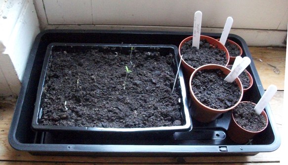 seed starting 2016 stylee