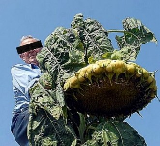 massive sunflowers