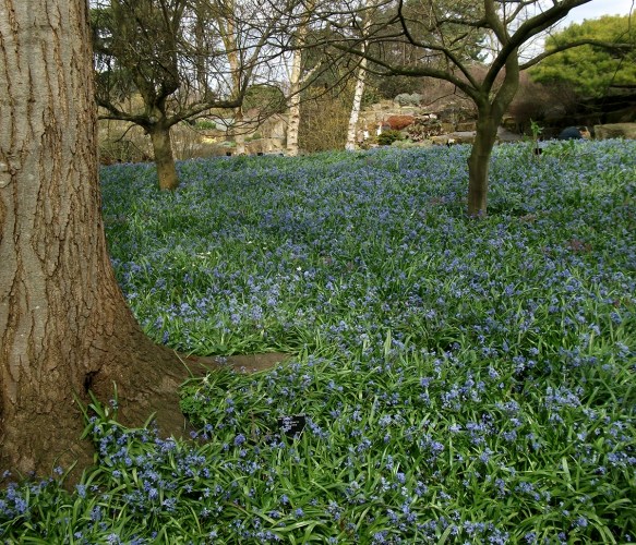 blue bells at kew