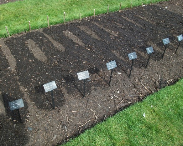 ocd veg beds