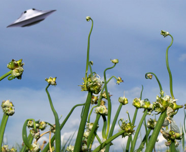 Egyptian Walking Onion + UFO