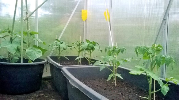 Jochen_cucumber_tomatoes