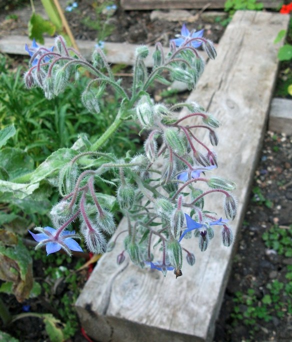 Borage