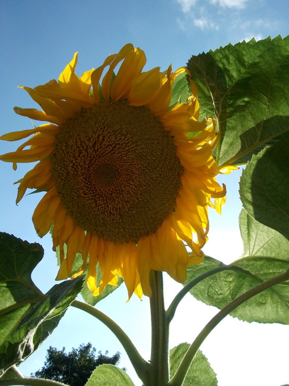 sunflower_1