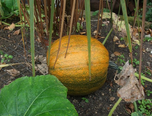 yellow-pumpkin
