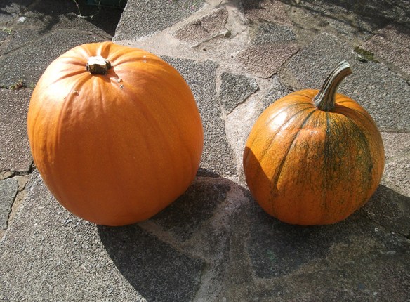 pumpkings-and-junior