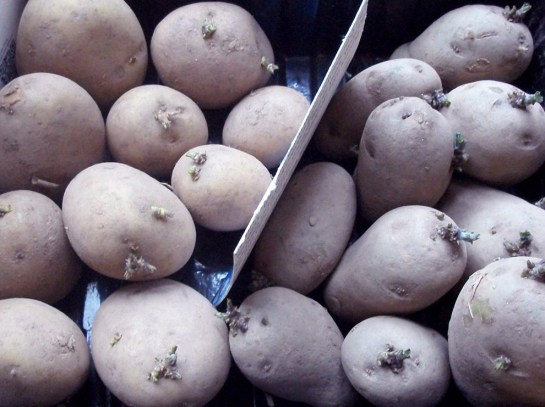 chitting-2016-stylee