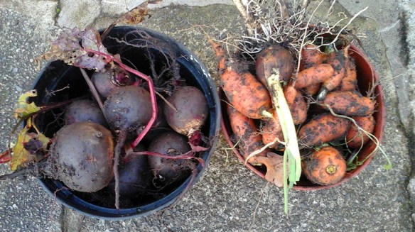 rots-and-shoots_dec16