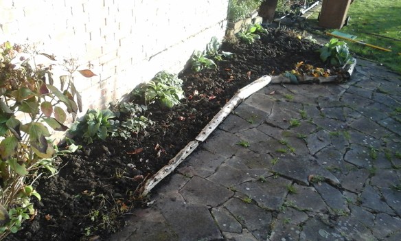 speed-gardening-bed-after