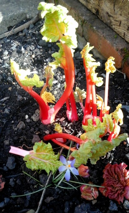 forced-rhubarb